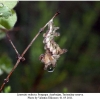 limenitis reducta praepupa2